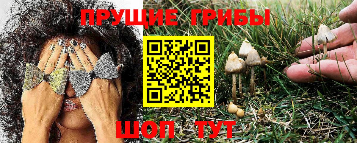 Верхняя Пышма  Псилоцибиновые грибы Psilocybe  Псилоцибиновые грибы мухоморы  Вход с VPN 