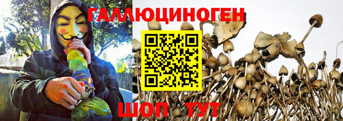 Псилоцибиновые грибы Cubensis Верхняя Пышма